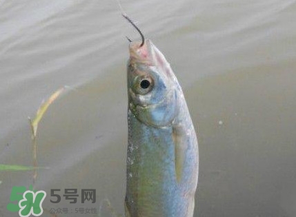 白條魚怎么釣？如何釣白條魚技巧