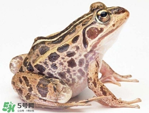 田雞是癩蛤蟆嗎？田雞和癩蛤蟆的區(qū)別