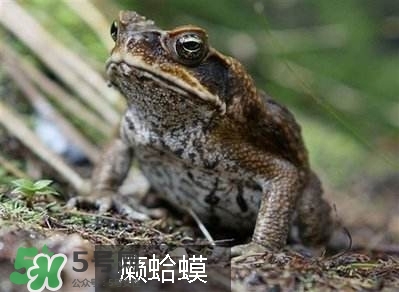 田雞是癩蛤蟆嗎？田雞和癩蛤蟆的區(qū)別