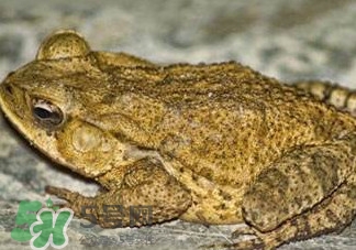 癩蛤蟆能吃嗎？癩蛤蟆可以吃嗎