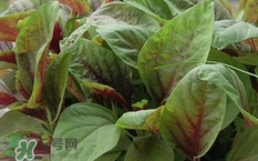 紅莧菜是發(fā)物嗎?紅莧菜孕婦可以吃嗎? 紅莧菜是發(fā)物嗎?紅莧菜孕婦可以吃嗎?