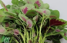 紅莧菜是發(fā)物嗎?紅莧菜孕婦可以吃嗎? 紅莧菜是發(fā)物嗎?紅莧菜孕婦可以吃嗎?