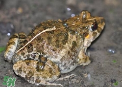 田雞有寄生蟲嗎？田雞有沒有寄生蟲