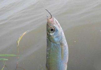 白條魚怎么釣？如何釣白條魚技巧