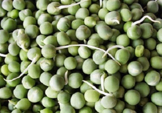 新鮮豌豆發(fā)芽了能吃嗎？豌豆發(fā)芽了還能吃嗎？
