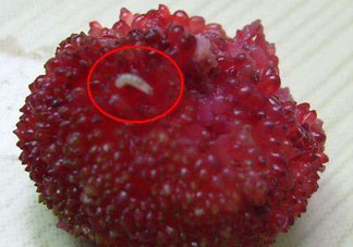 楊梅為什么有蟲子？楊梅有蟲能吃嗎？