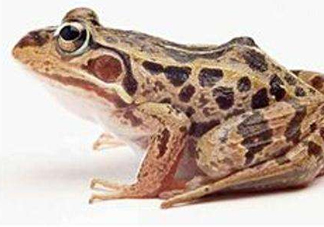 田雞是癩蛤蟆嗎？田雞和癩蛤蟆的區(qū)別