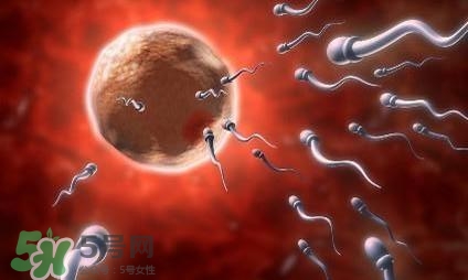 同房前吃什么有助懷孕？什么時(shí)候同房最容易懷孕？