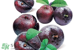 新鮮烏梅能直接吃嗎？新鮮烏梅能不能直接吃