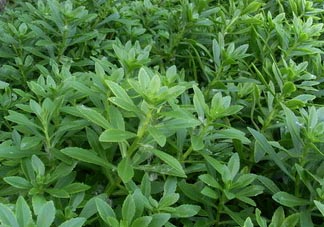 救心菜可以泡茶喝嗎？救心菜能泡水喝嗎？