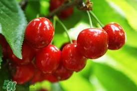 剛摘的櫻桃怎么保存？剛摘的櫻桃可以放多久？