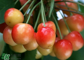 剛摘的櫻桃怎么保存？剛摘的櫻桃可以放多久？