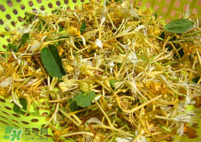 剛摘的金銀花能泡水喝嗎？剛摘的金銀花怎么處理？