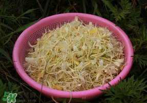 剛摘的金銀花能泡水喝嗎？剛摘的金銀花怎么處理？