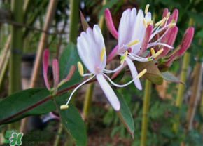 剛摘的金銀花能泡水喝嗎？剛摘的金銀花怎么處理？