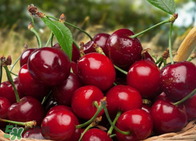 新鮮櫻桃如何保存？新鮮櫻桃能放多久？