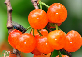 櫻桃可以隔夜嗎？櫻桃隔夜怎么辦？