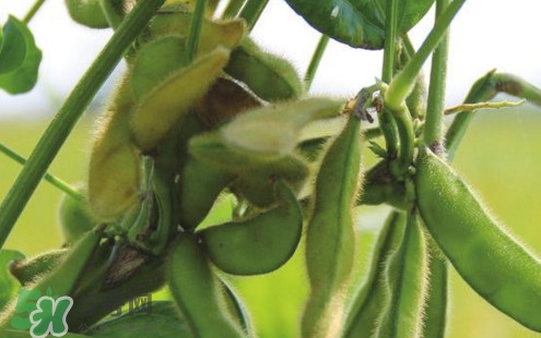 毛豆煮多久能熟？煮毛豆多長時間能熟