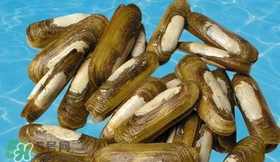 蟶子能和雞蛋一起吃嗎？雞蛋可以和蟶子一起吃嗎