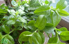 哪些人不可以吃救心菜？什么人不能吃救心菜？