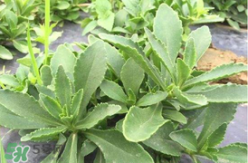 哪些人不可以吃救心菜？什么人不能吃救心菜？