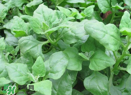 救心菜苦不苦？救心菜怎么吃不苦？