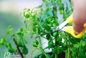 救心菜苦不苦？救心菜怎么吃不苦？