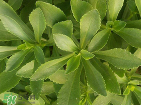 救心菜有毒嗎？救心菜怎么吃沒毒？