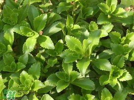 救心菜怎么種植？救心菜什么時候種？