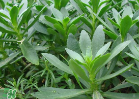 救心菜怎么種植？救心菜什么時候種？