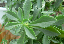 救心菜怎么種植？救心菜什么時候種？