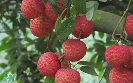 荔枝什么時(shí)候上市？荔枝什么時(shí)候成熟