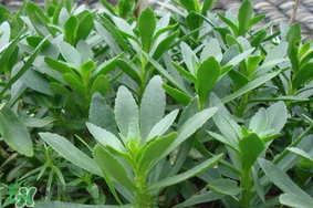 救心菜可以泡茶喝嗎？救心菜能泡水喝嗎？