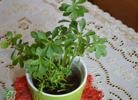 救心菜可以泡茶喝嗎？救心菜能泡水喝嗎？