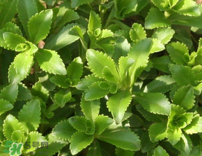 救心菜是三七嗎？救心菜和三七區(qū)別