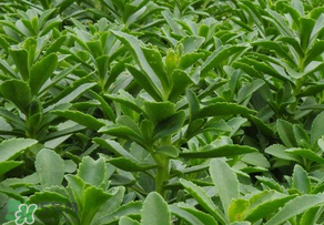 救心菜是三七嗎？救心菜和三七區(qū)別