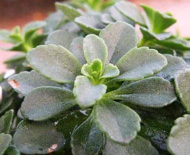 哪些人不可以吃救心菜？什么人不能吃救心菜？