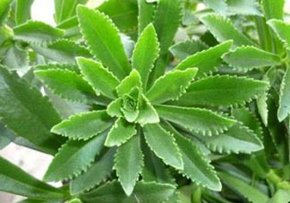 救心菜是三七嗎？救心菜和三七區(qū)別