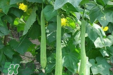 孕婦能吃絲瓜嗎？孕婦能不能吃絲瓜