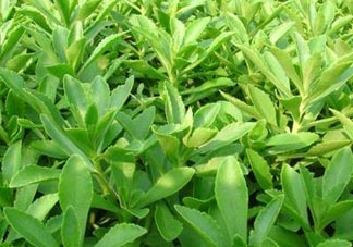 養(yǎng)心菜和救心菜一樣嗎？養(yǎng)心菜和救心菜的區(qū)別