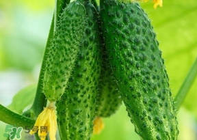 黃瓜不能和什么一起吃？黃瓜不能和什么食物一起吃