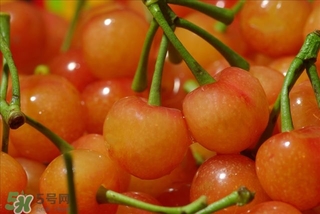 櫻桃不洗能吃嗎？沒洗的櫻桃可以吃嗎