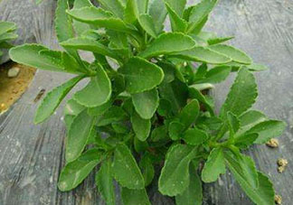 救心菜怎么種植？救心菜什么時候種？