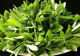 救心菜苦不苦？救心菜怎么吃不苦？