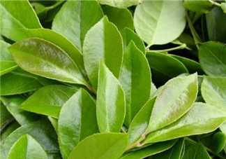 雷公根孕婦可以吃嗎？孕婦可以吃雷公根嗎？