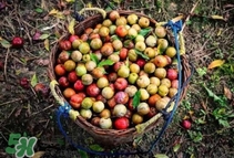 三華李什么時候有？三華李是幾月份上市