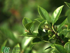 烏飯樹(shù)葉的營(yíng)養(yǎng)價(jià)值 烏飯樹(shù)葉功效與作用 烏飯樹(shù)葉的營(yíng)養(yǎng)價(jià)值 烏飯樹(shù)葉功效與作用