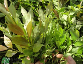 烏飯樹(shù)葉的營(yíng)養(yǎng)價(jià)值 烏飯樹(shù)葉功效與作用 烏飯樹(shù)葉的營(yíng)養(yǎng)價(jià)值 烏飯樹(shù)葉功效與作用