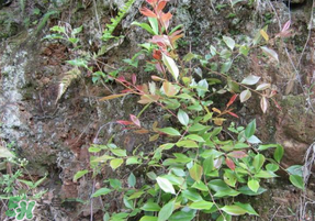 雷公根孕婦可以吃嗎？孕婦可以吃雷公根嗎？