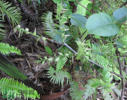 雷公根孕婦可以吃嗎？孕婦可以吃雷公根嗎？